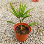 Palma konopná (Trachycarpus fortunei) - výška 20-30 cm, kont. C3L ( -17°C)